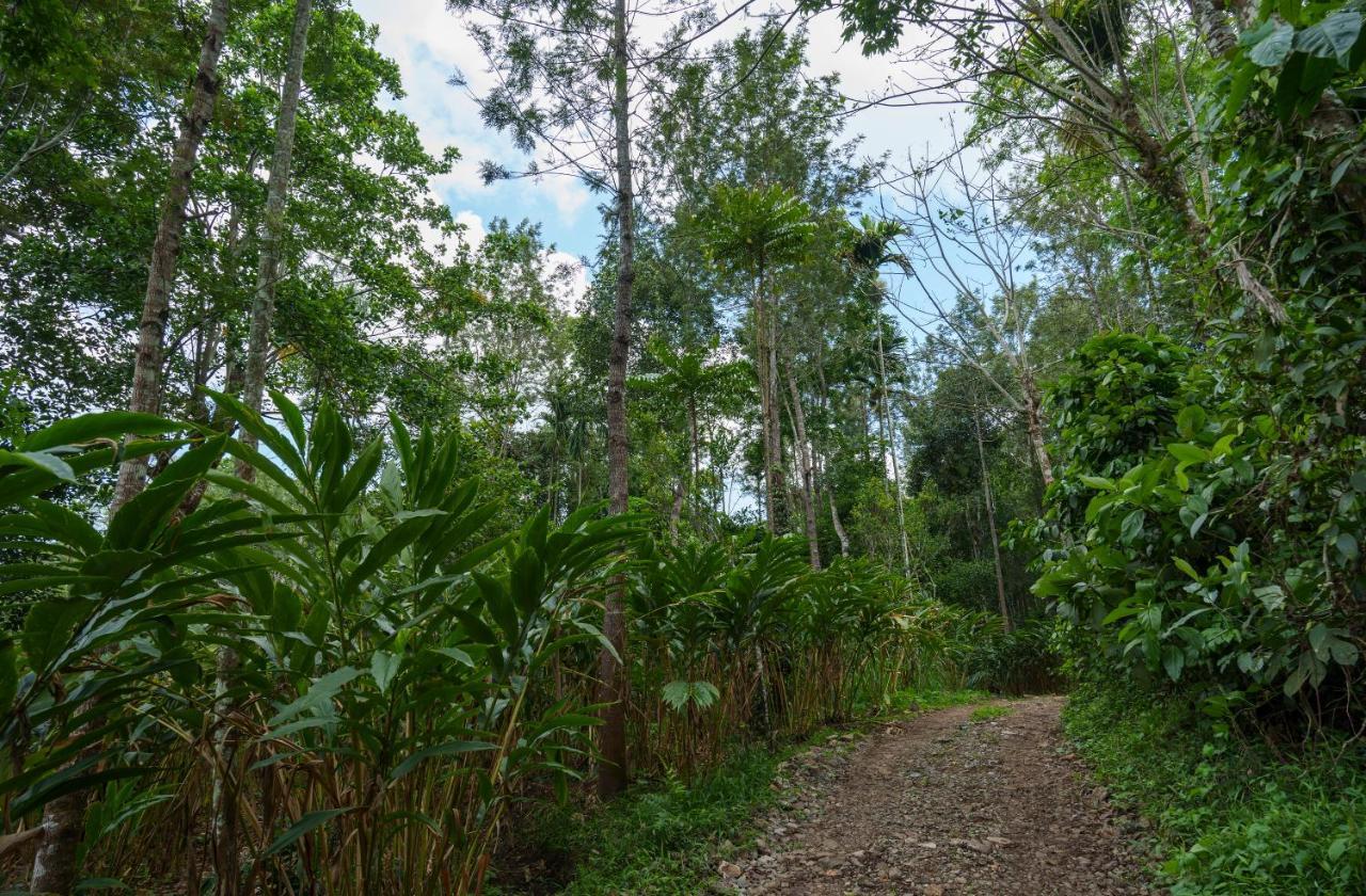 Mystic Trees, Kumily Thekkady Exterior foto