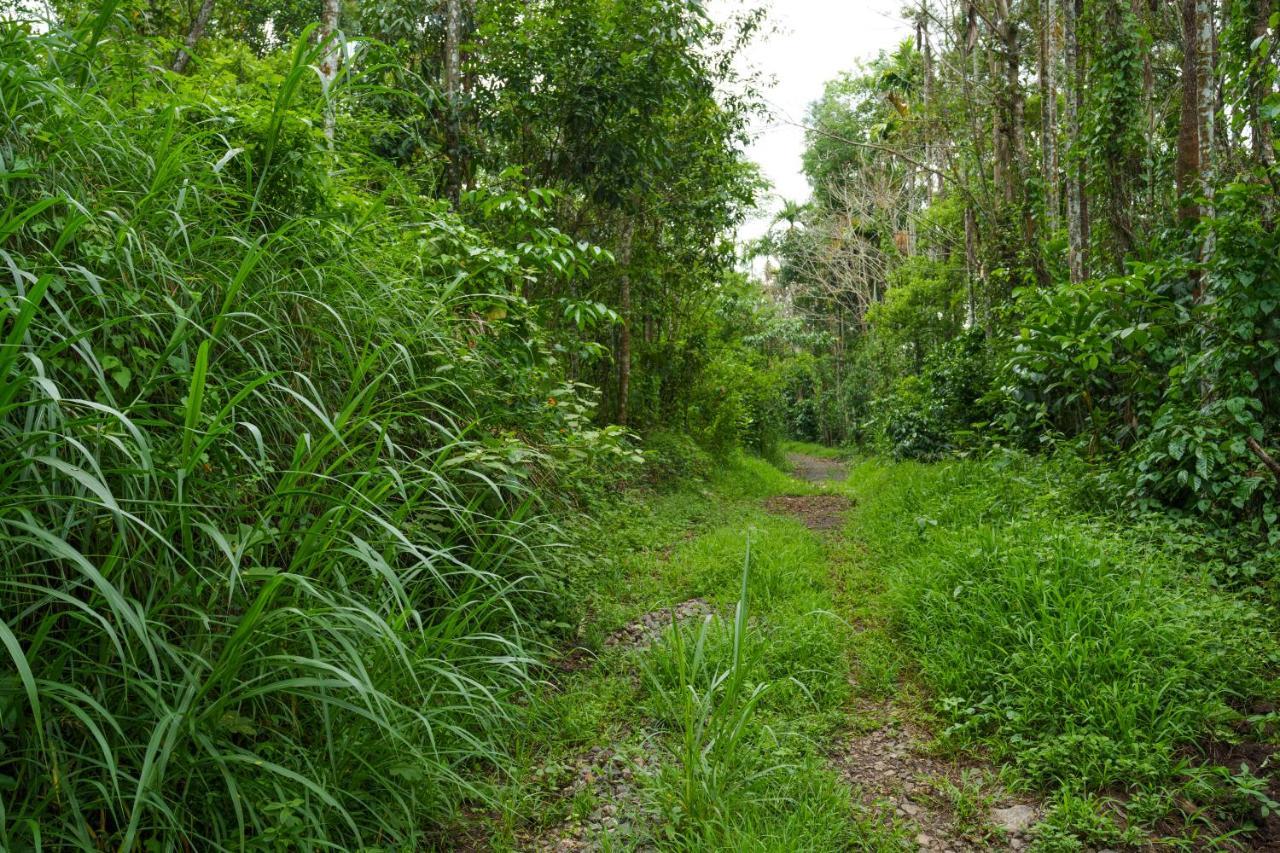 Mystic Trees, Kumily Thekkady Exterior foto